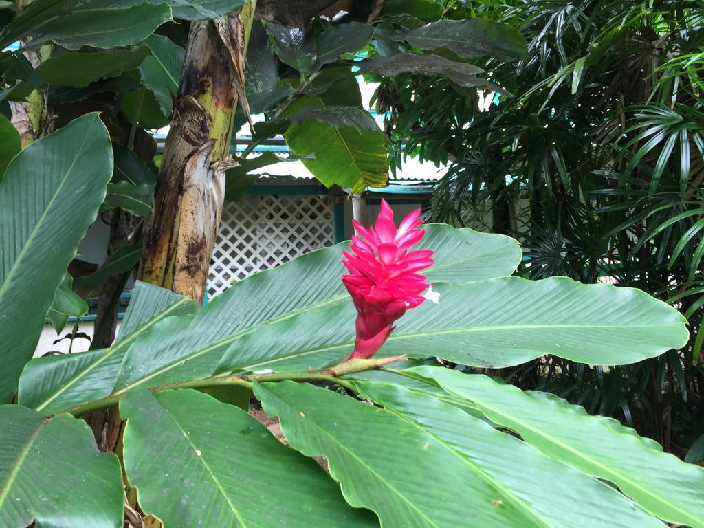 Wild Ginger Inn Hotel & Hostel ヒロ エクステリア 写真